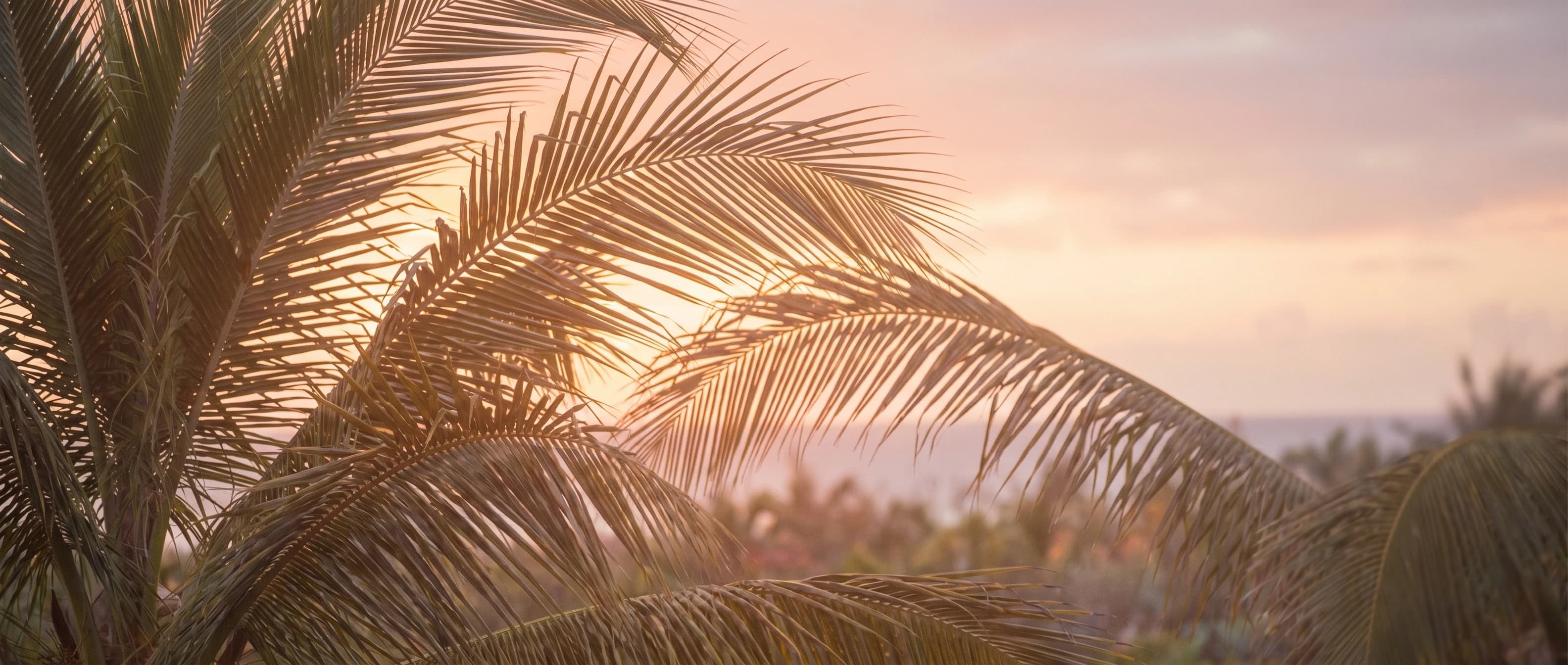 Layered palm fronds against a warm pastel sky at golden hour — peach and lavender gradient.